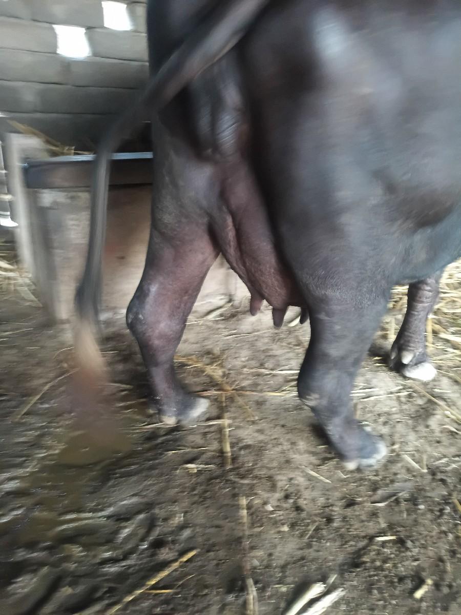 વયાજેલી છે નીચે પાડો