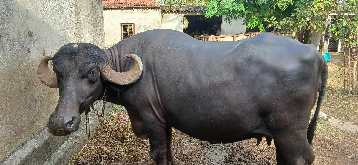 થંબનેલ 2