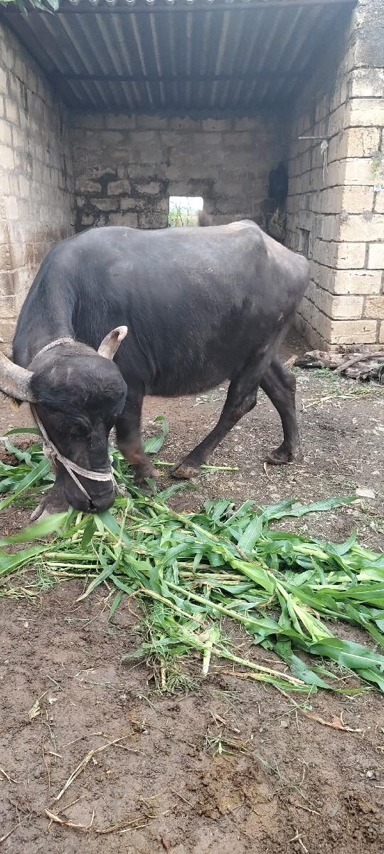 થંબનેલ 2