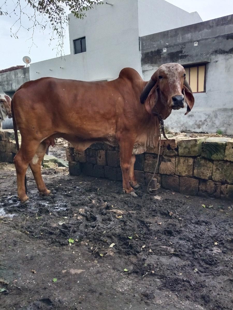 થંબનેલ 2