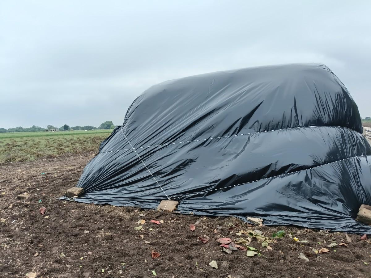 જીવીશ માડવીનો ભુકો પાલો