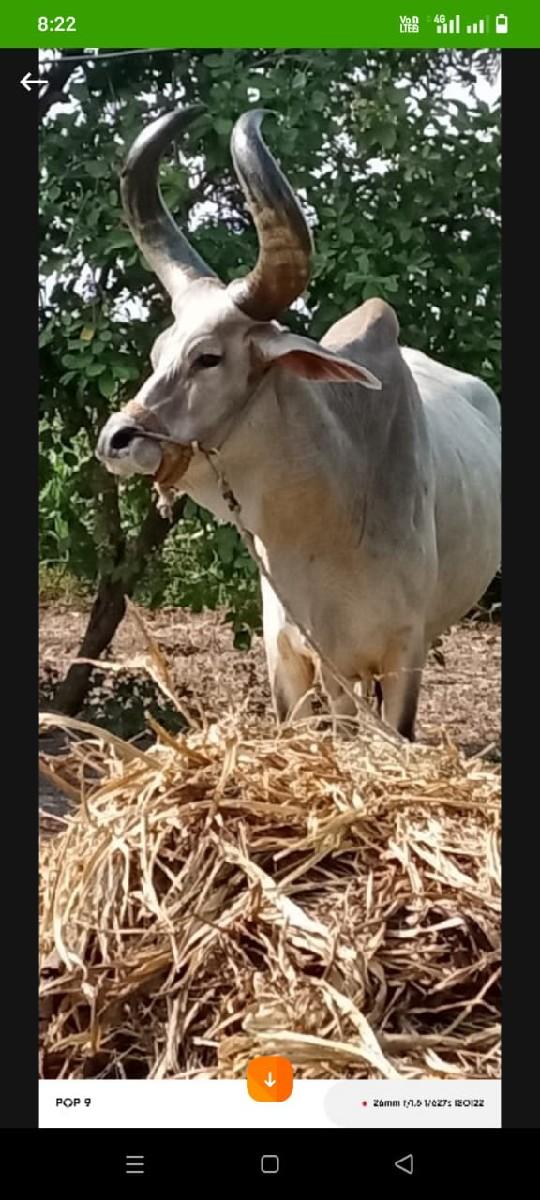 થંબનેલ 2