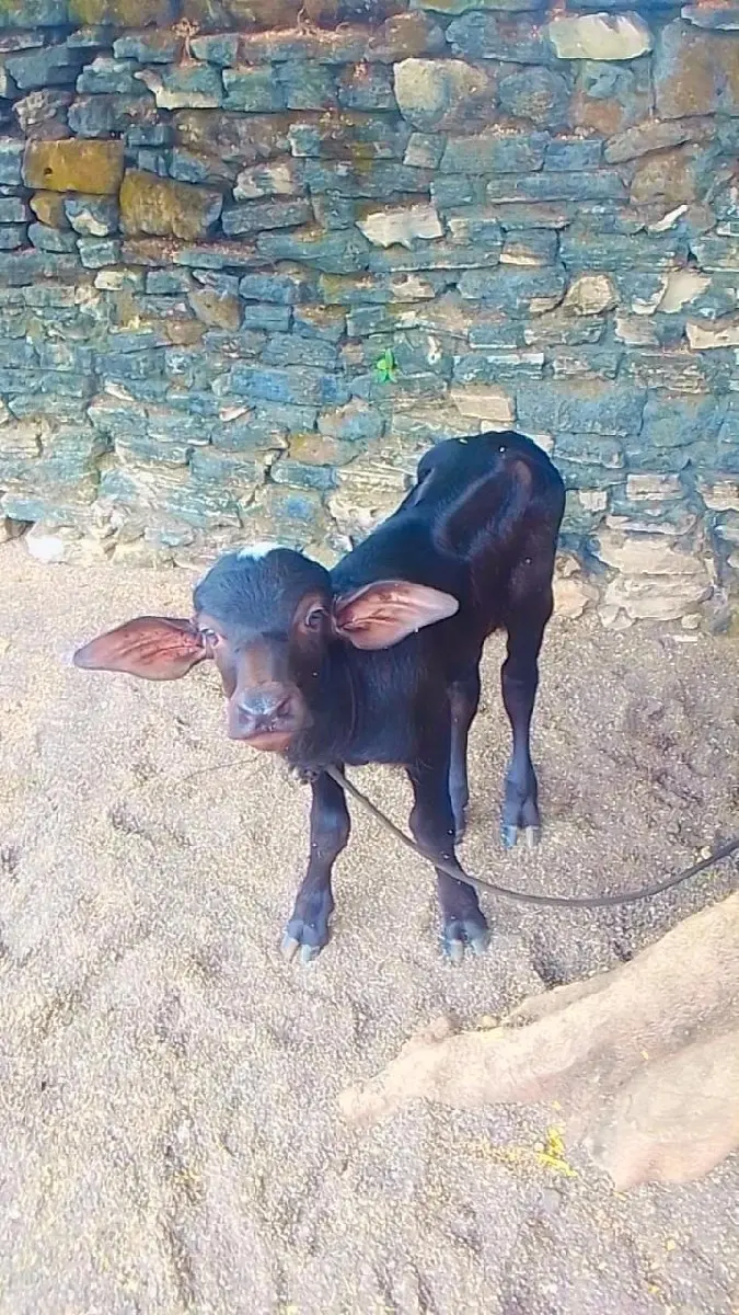 થંબનેલ 3