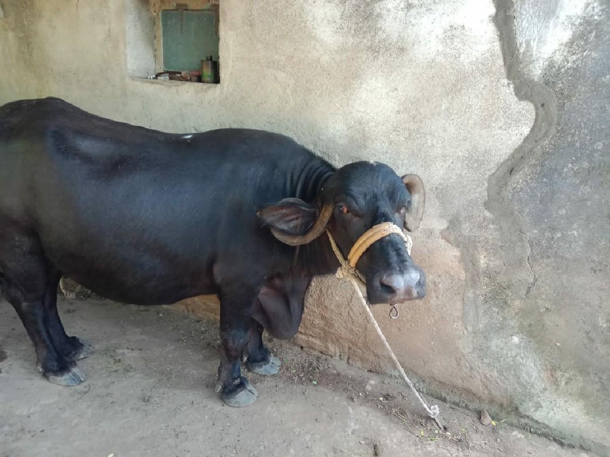 થંબનેલ 3