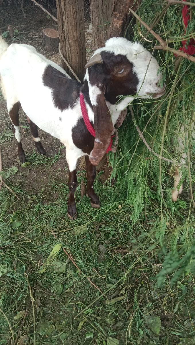 આ બકરી વેચવાની છે