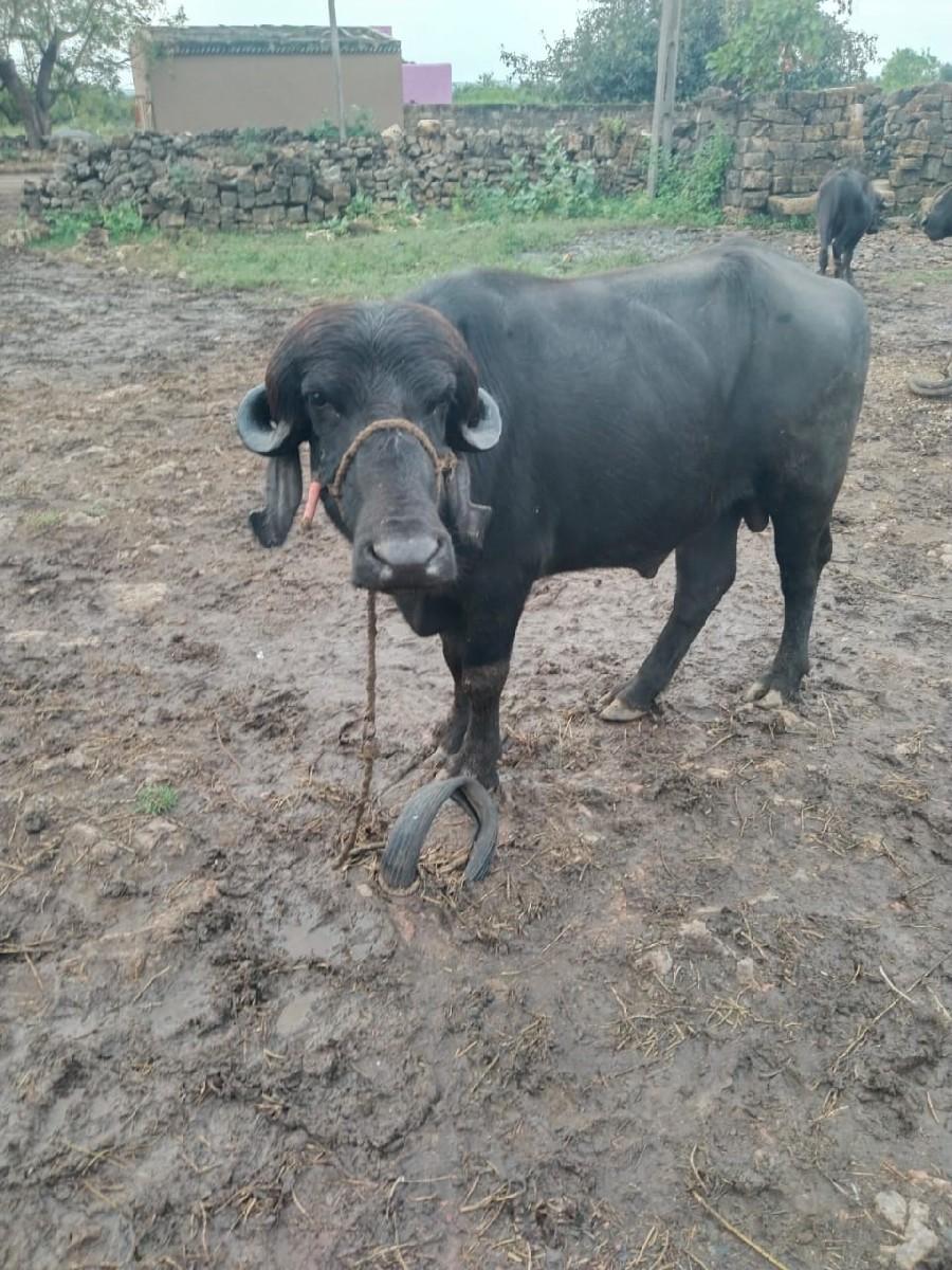 થંબનેલ 2