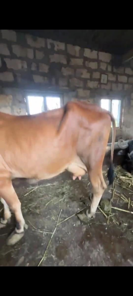 ગાય વેચવા ની છે