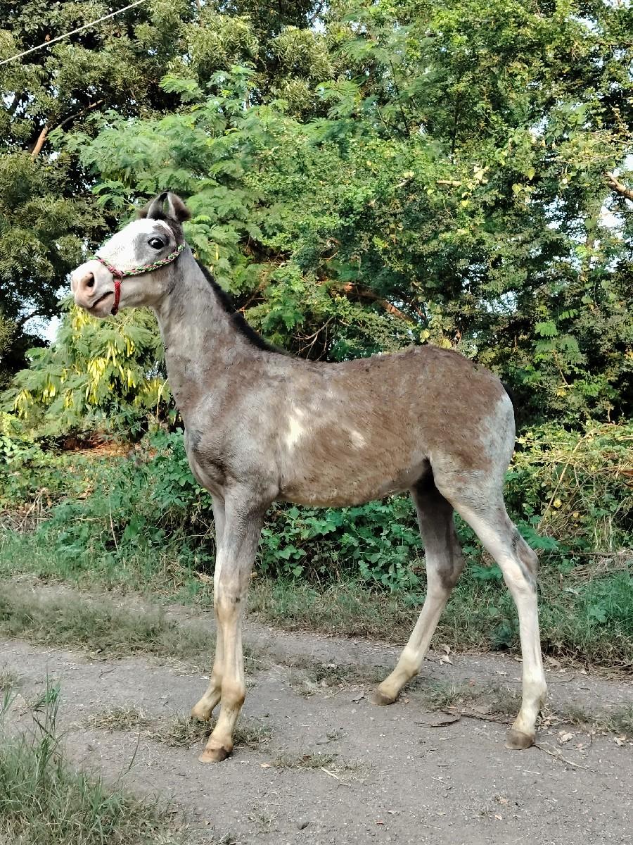 વછેરો વેચવાનો છે
