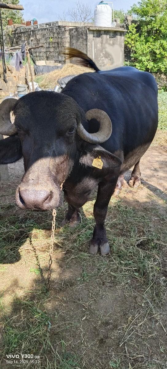 થંબનેલ 3