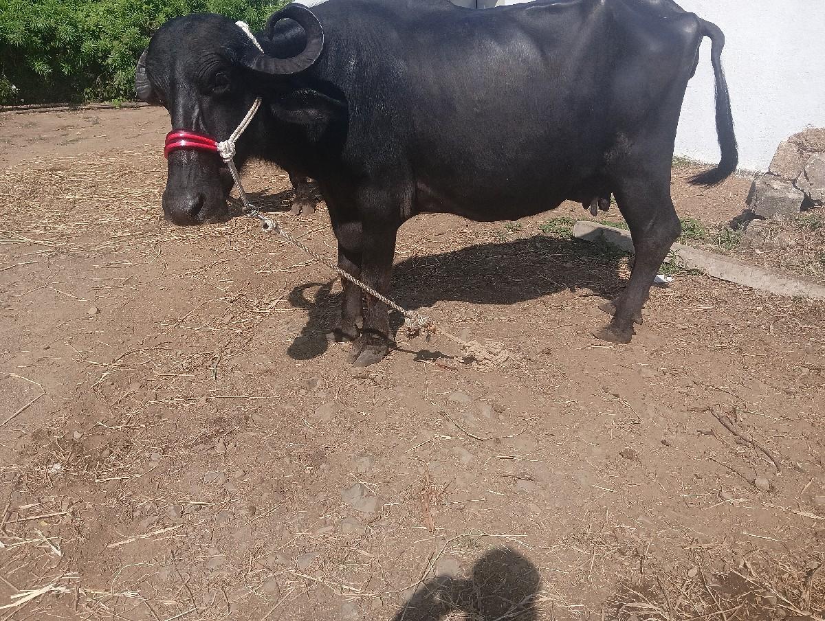 વેચવાની છે