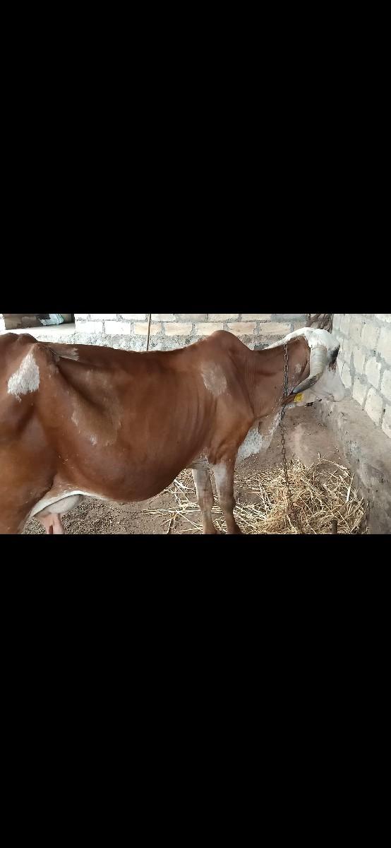 થંબનેલ 2