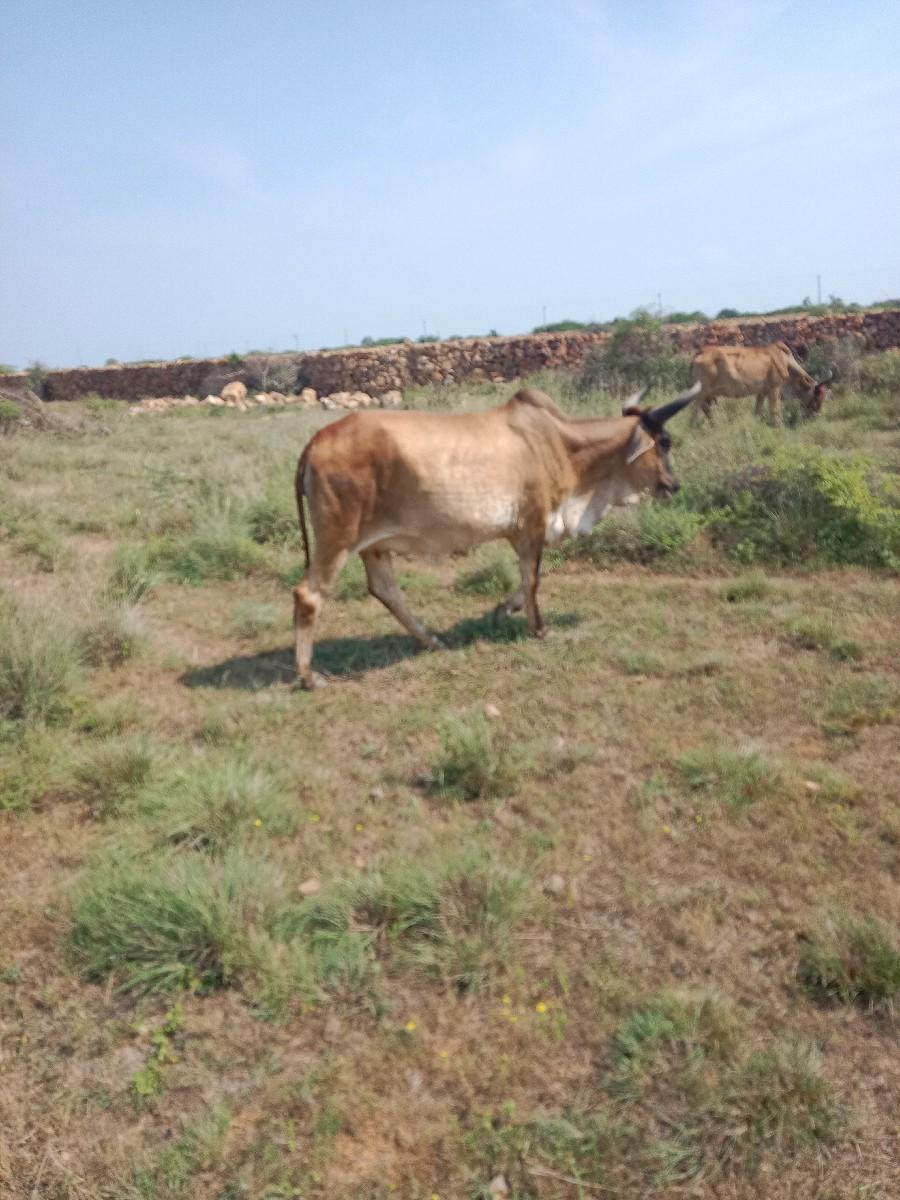 કાકરેજ હોડકિ