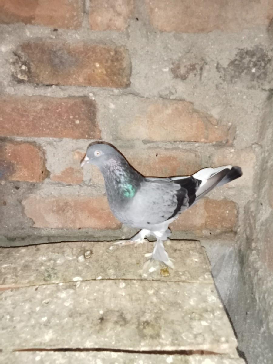 થંબનેલ 2