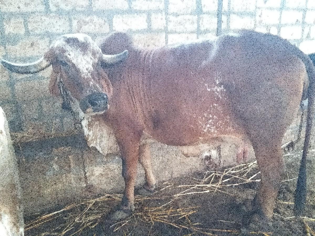 થંબનેલ 2