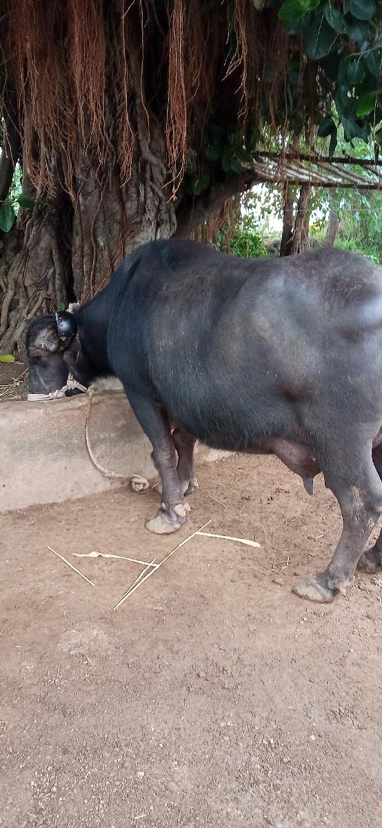 થંબનેલ 2