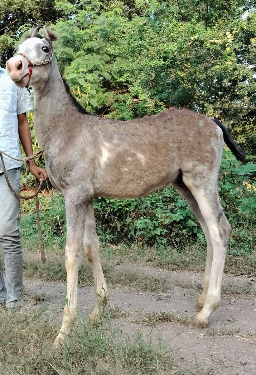 થંબનેલ 2