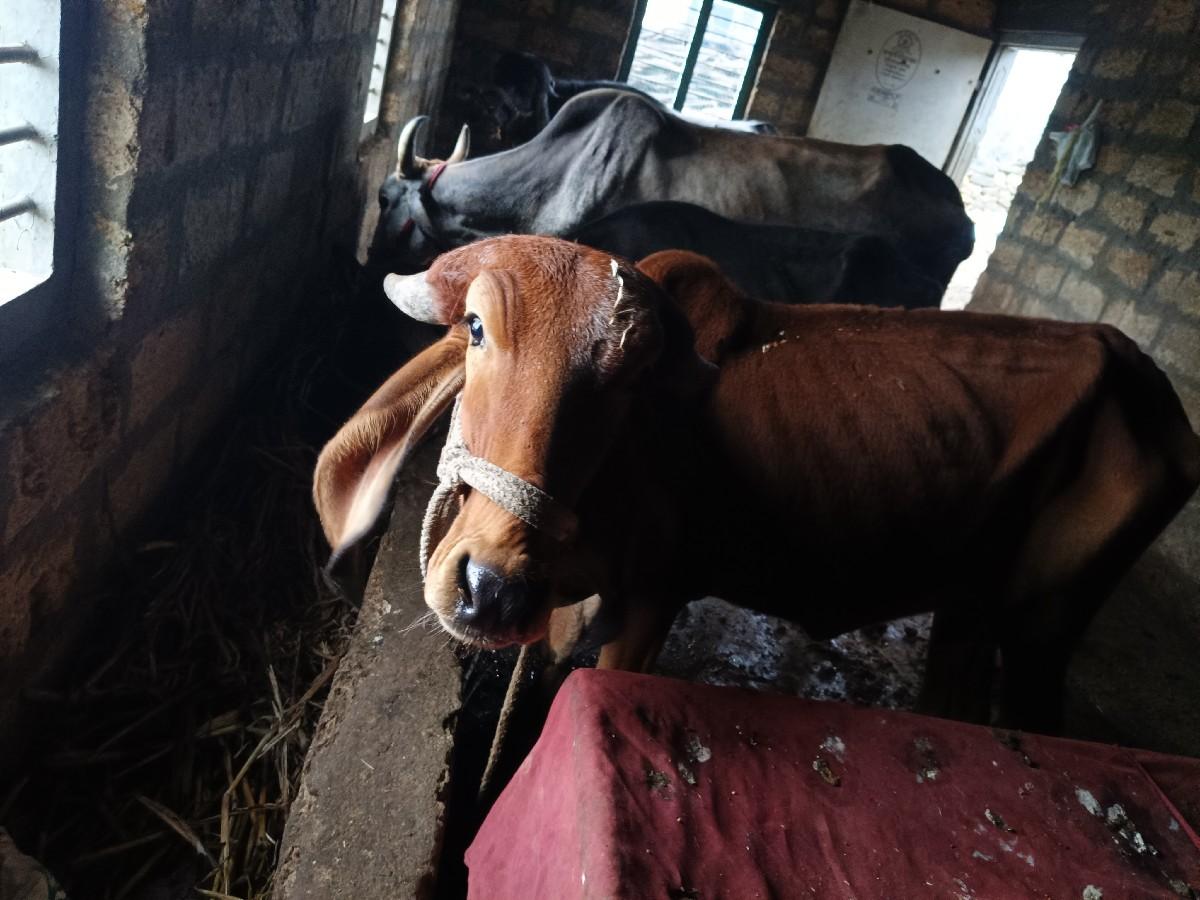 ગીર હોડકી