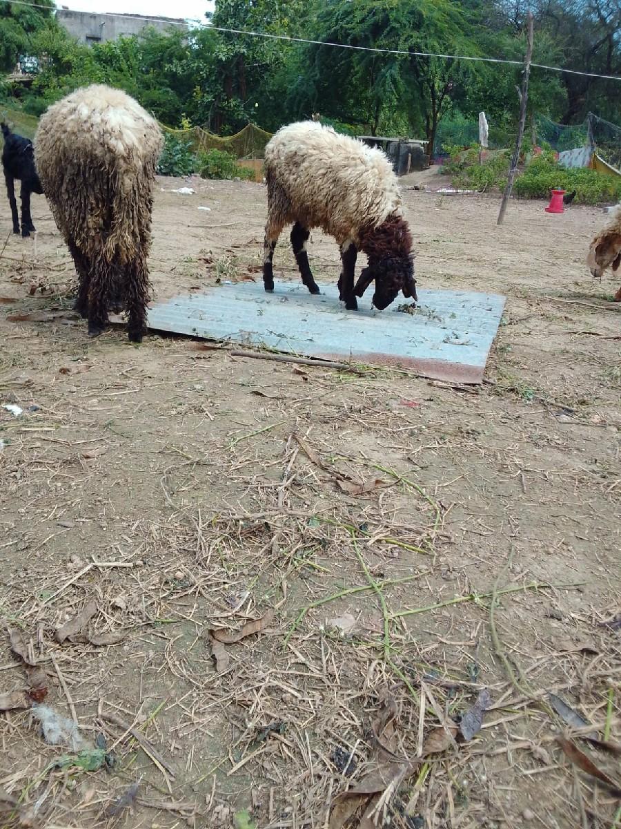 થંબનેલ 2