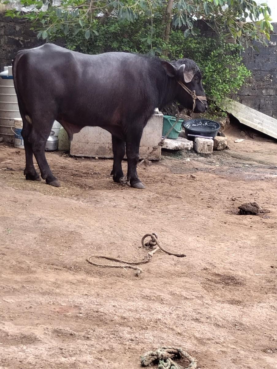 થંબનેલ 3