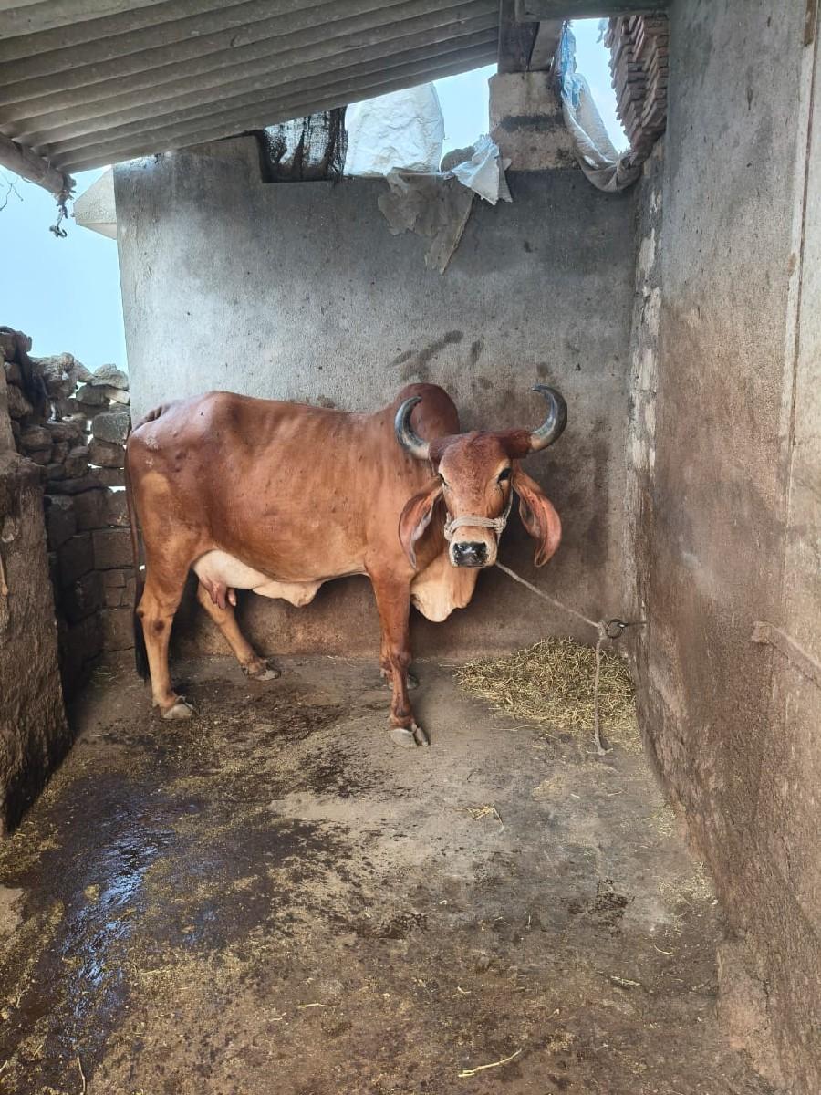 થંબનેલ 2