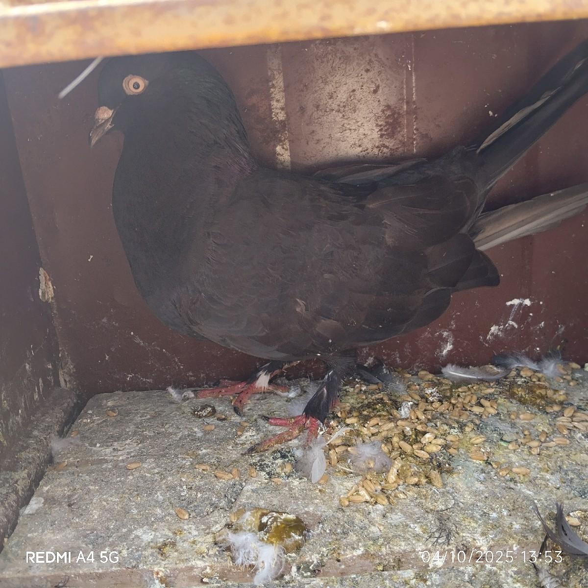 થંબનેલ 2