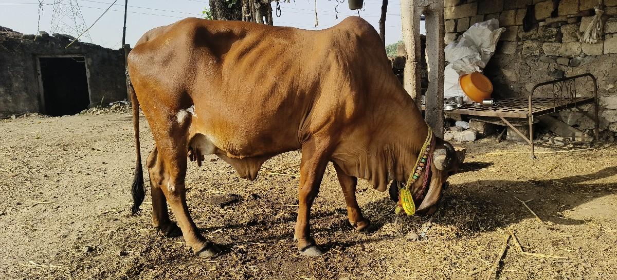 થંબનેલ 2