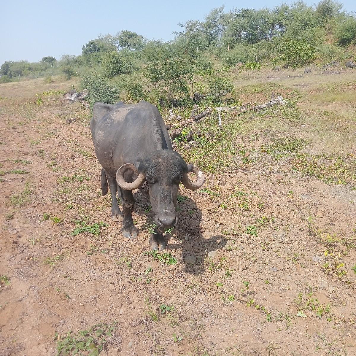 થંબનેલ 3