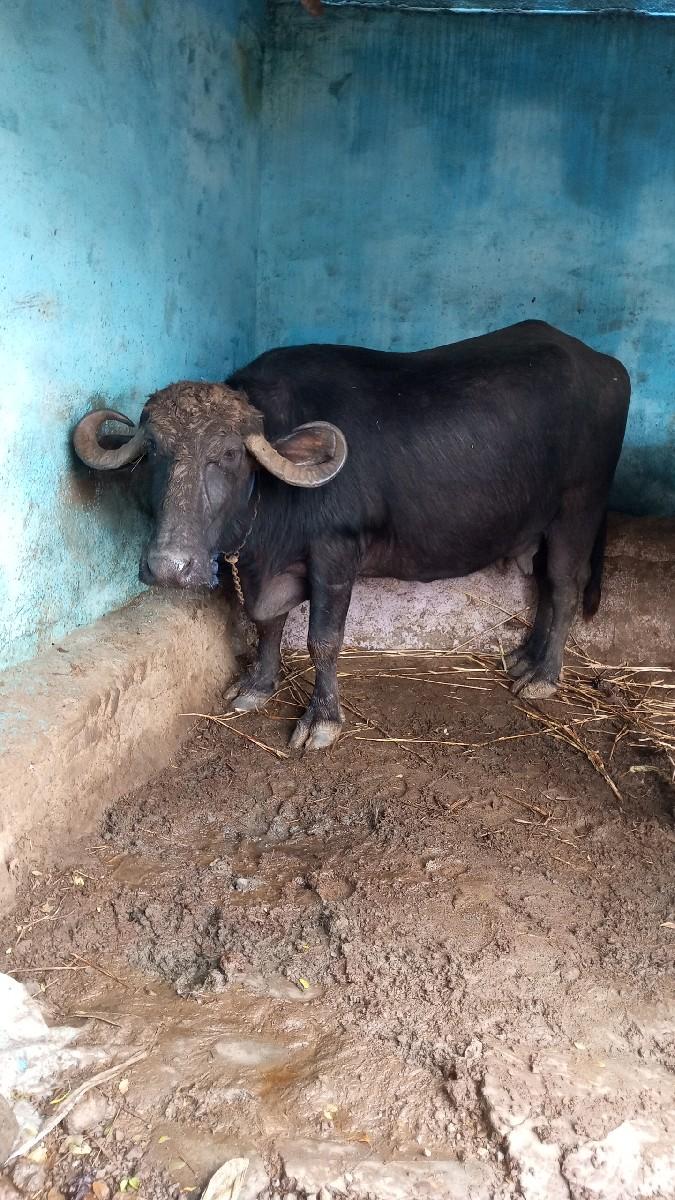 થંબનેલ 2