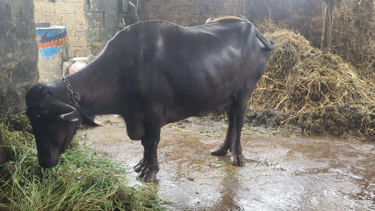 ભેંશ વેચવાની