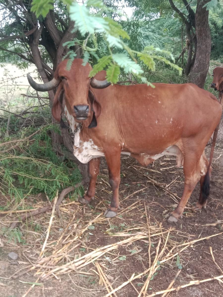 થંબનેલ 2