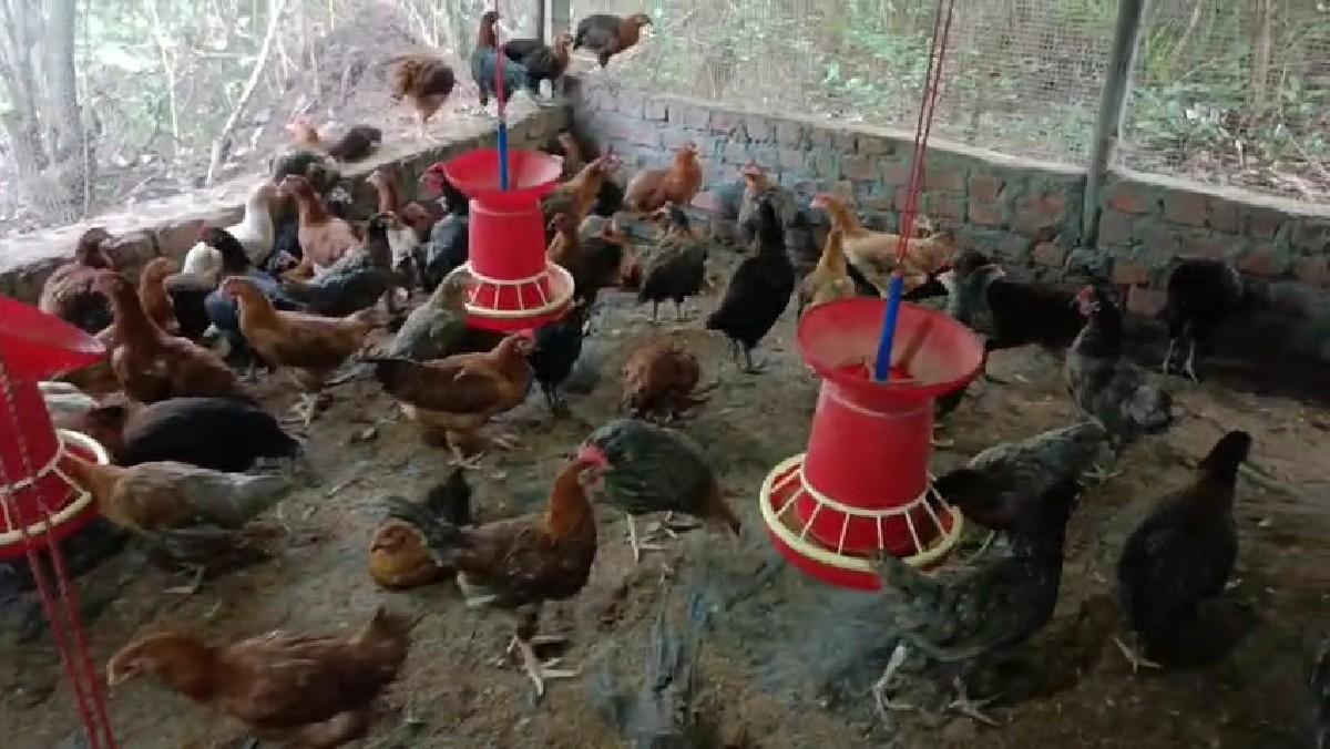 દેશી મુરઘા સોનાલી એકદમ કડક માલ