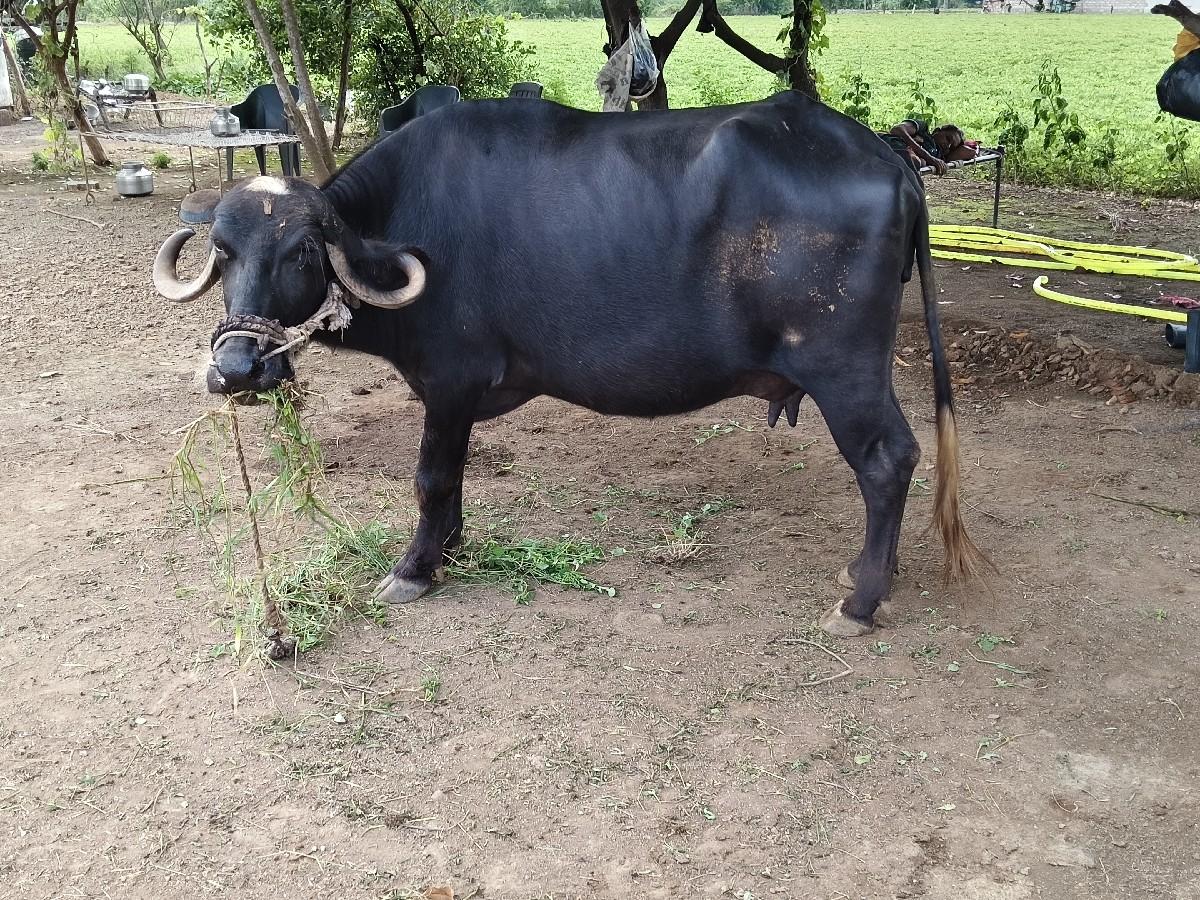 થંબનેલ 2