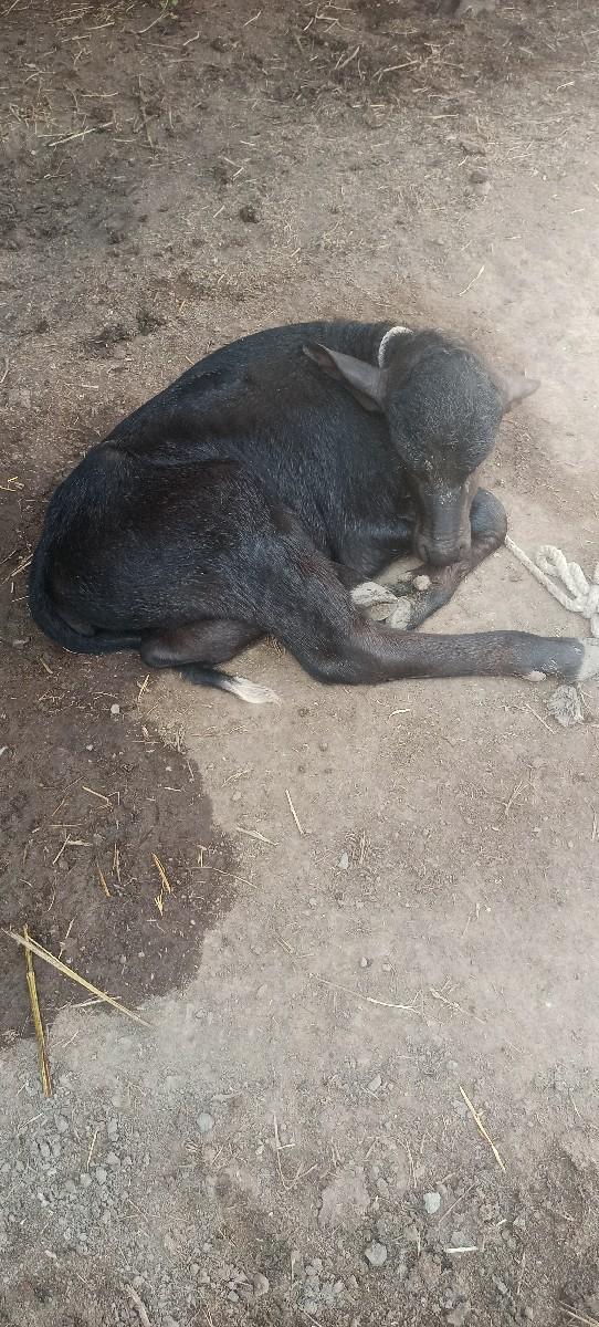 થંબનેલ 3