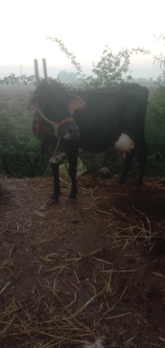 થંબનેલ 2