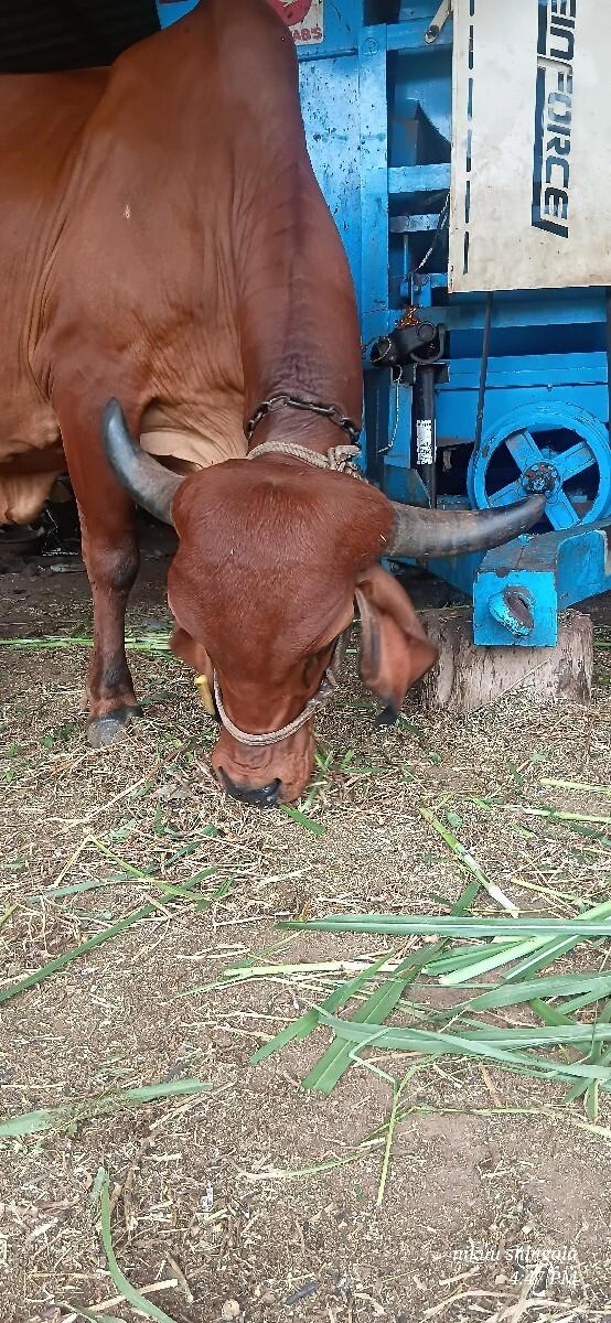ગીર ગાય વેચવાની છે