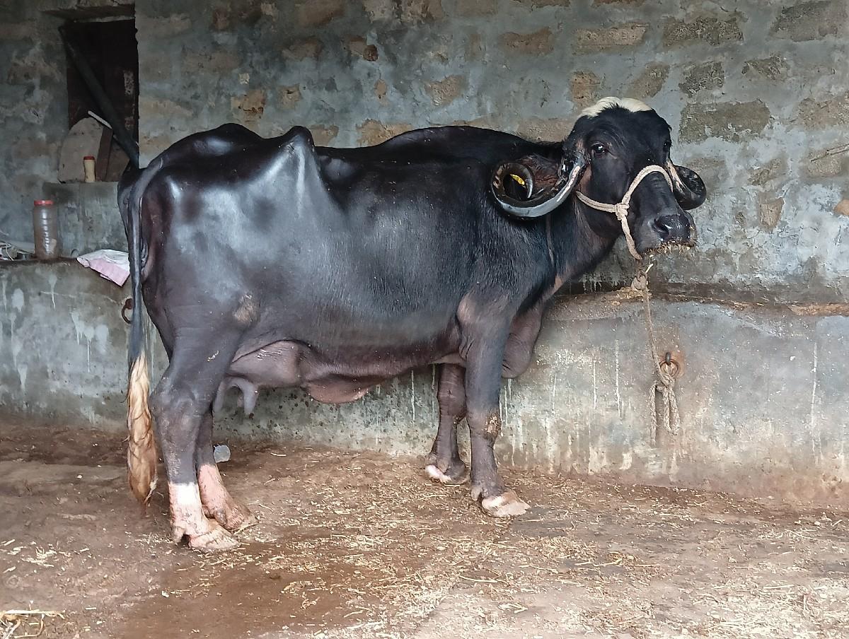 થંબનેલ 3