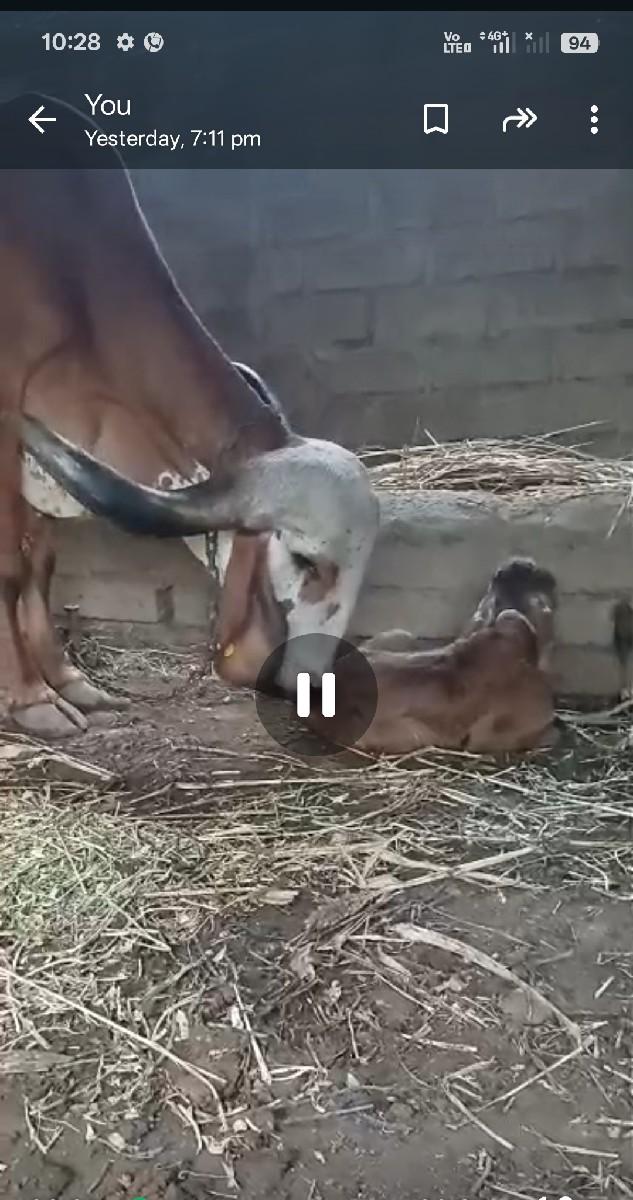 ગીર ગાય વેચવા ની છે