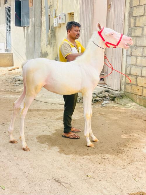 થંબનેલ 3