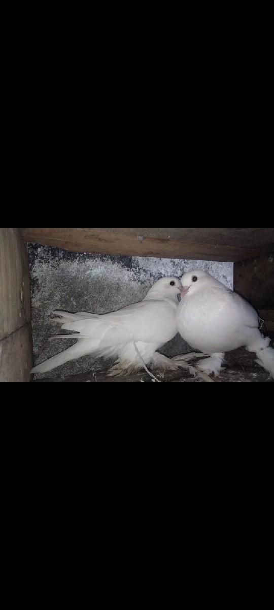 કબુતર વેચવાના છે