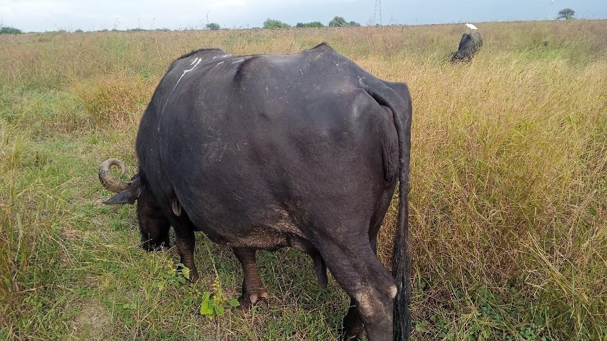 થંબનેલ 3