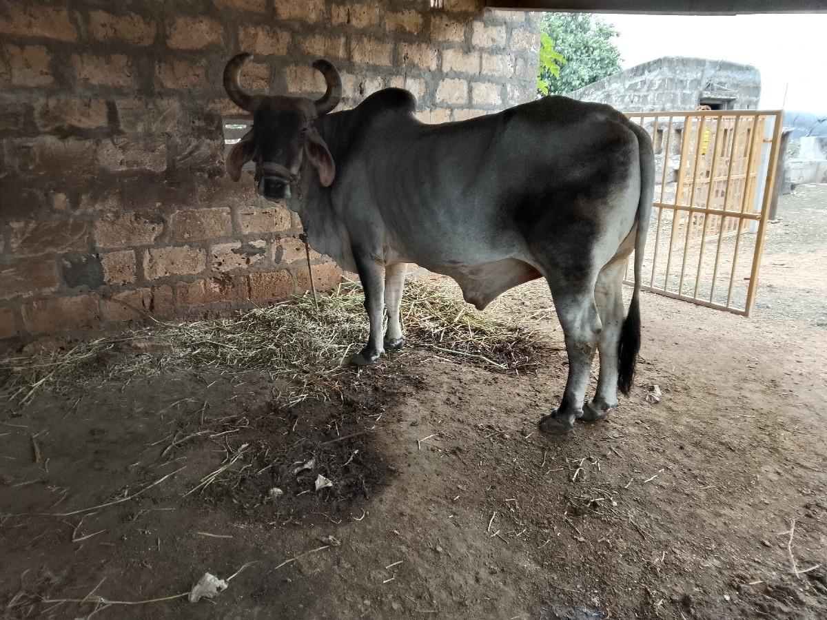 બરદ વેસવા નૉ સૅ