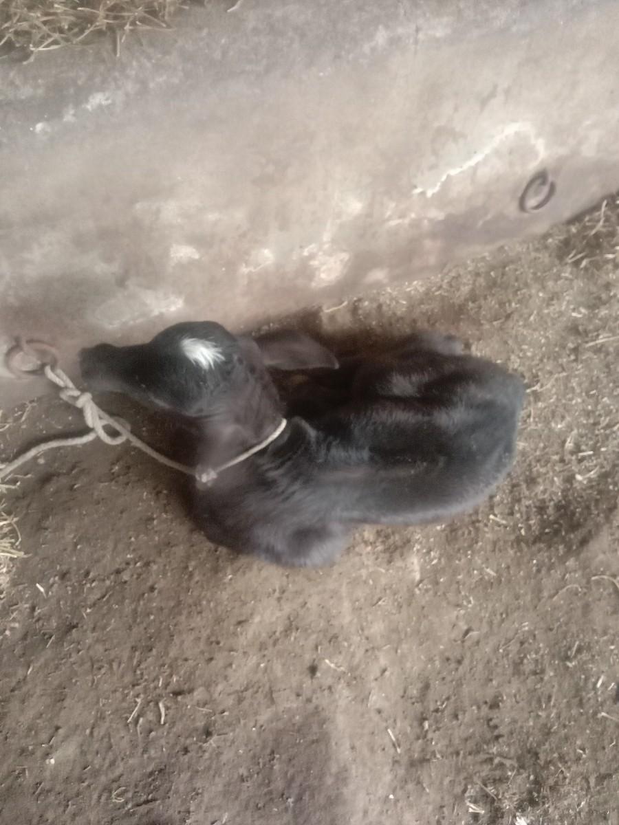 પાડો વેશવાનોશે