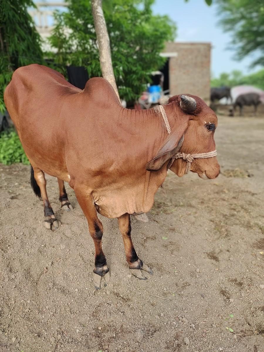 થંબનેલ 3