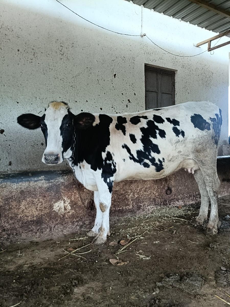 જસી ગાય વેસવાની છે