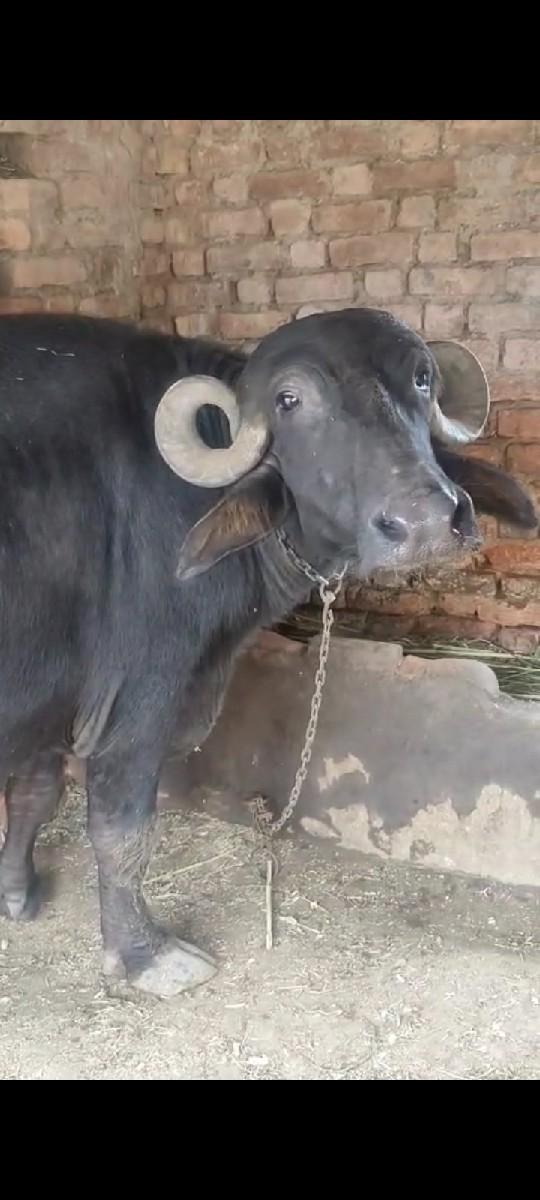 ૨ ભેંસો છે બેય બીજા વેતર ની છે