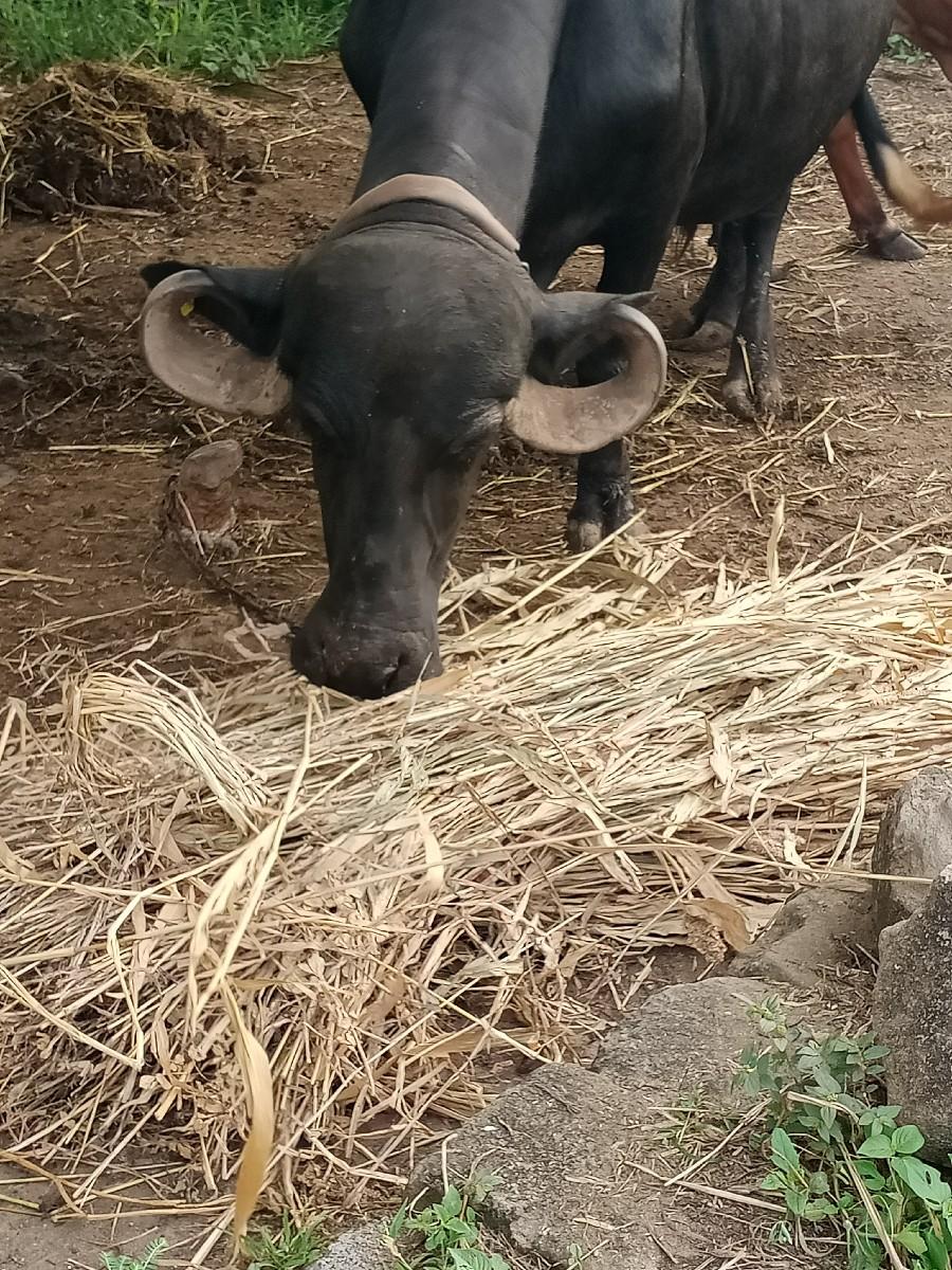 આ ભેસ વેસાવાની. ૯ લીટર ની ભેસ સે