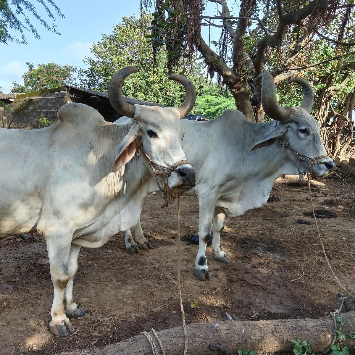 થંબનેલ 2