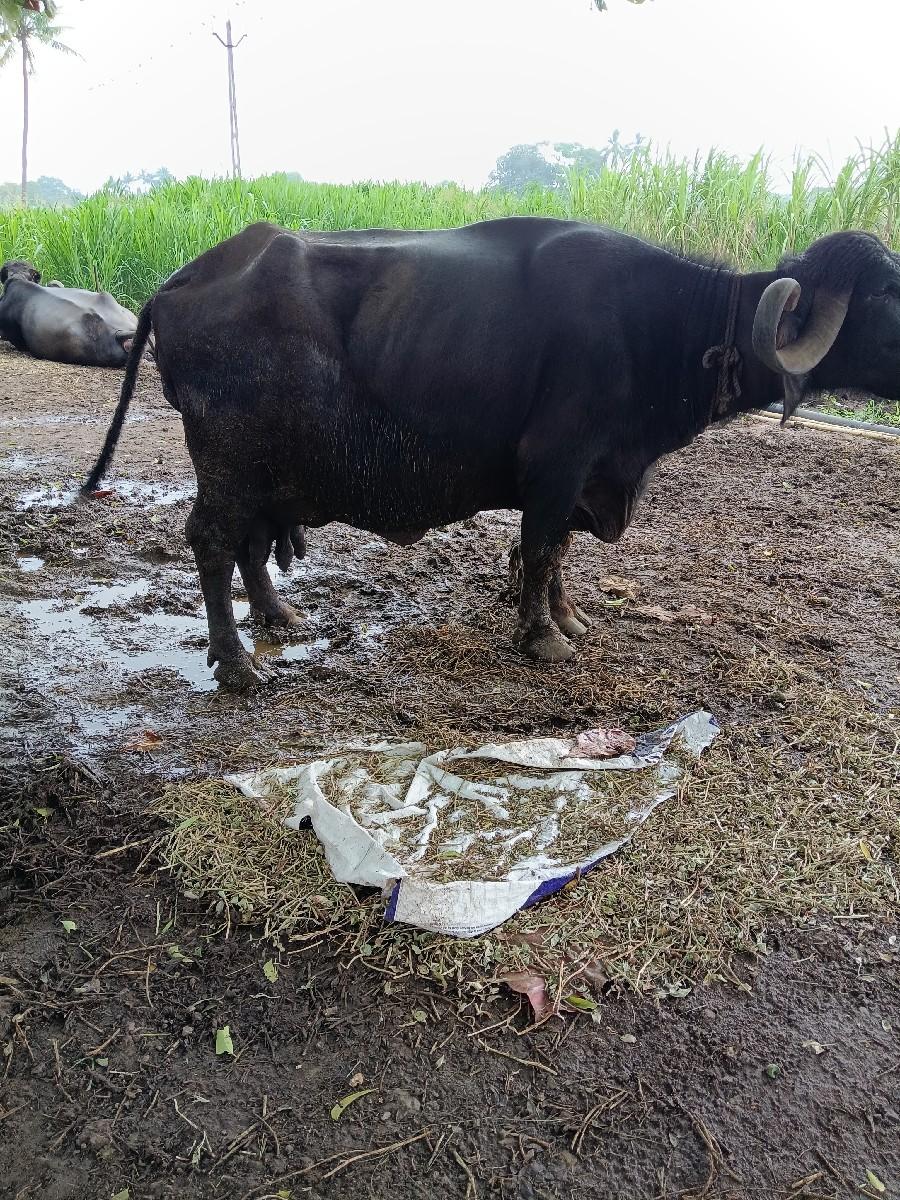 વેચવાની છે