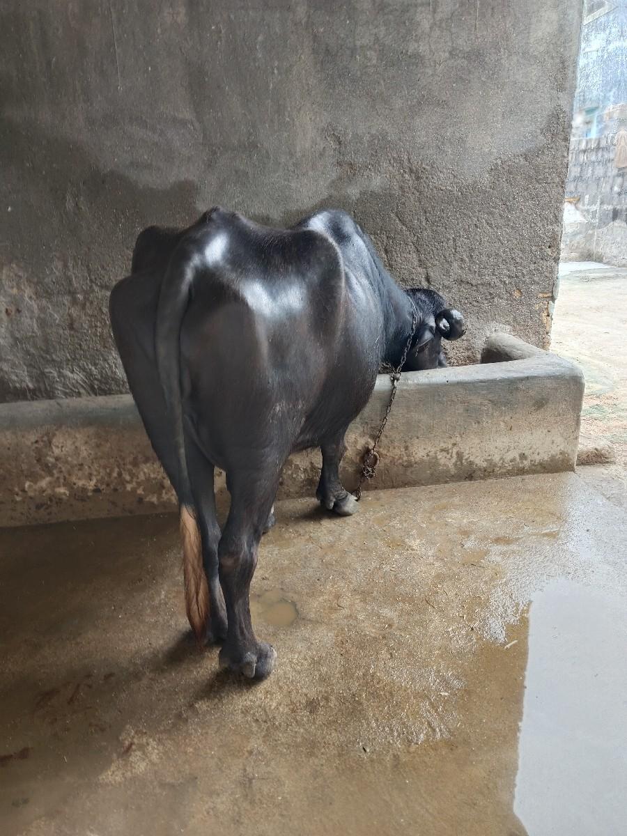 થંબનેલ 2