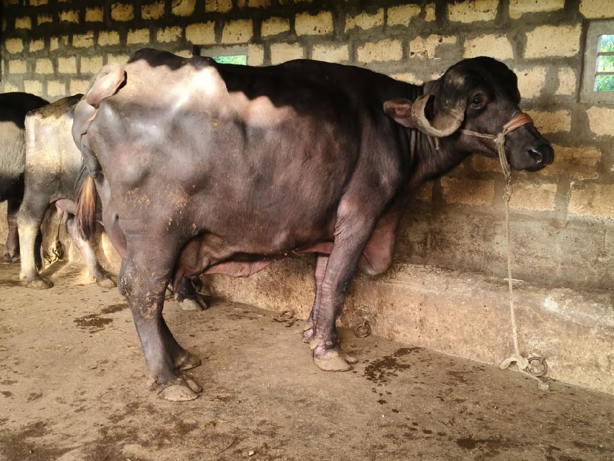 ભેંસ વેચવાની છે‌